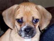 Another Loved Puggle