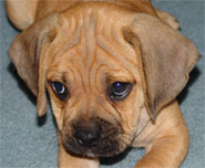 Another Loved Puggle