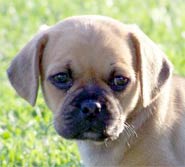 Another Loved Puggle