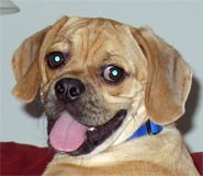 Samuel - A Loved Puggle